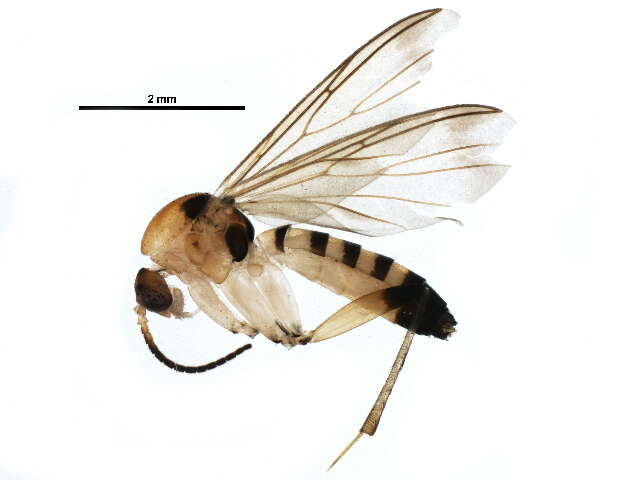 Image of Greenomyia