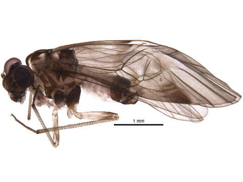 Image of Indiopsocus infumatus (Banks & N. 1907)