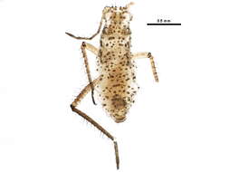 Image of Aphid