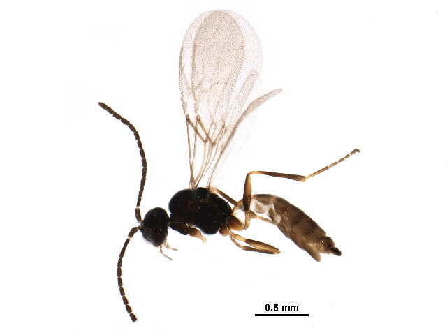 Image of <i>Aphidius ericaphidis</i>