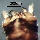 Image of Malenka californica (Claassen 1923)