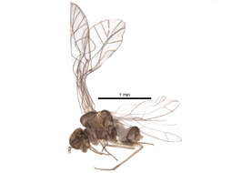 Image of Lachesilla quercus (Kolbe 1880)