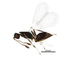 Image of Acmopolynema