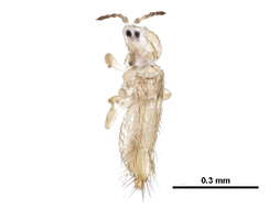 Image of Onion Thrips