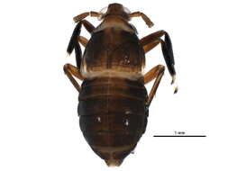 Sivun Delphacidae kuva