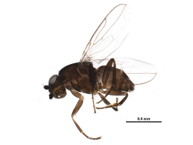 Image of Spelobia frustrilabris Marshall 1985