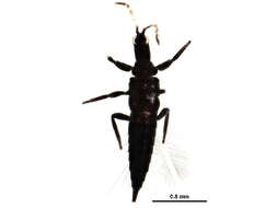 Image of Leptothrips