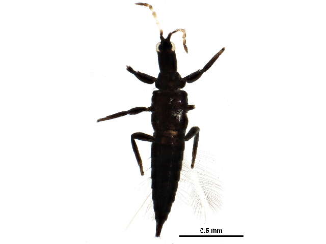 Image of Leptothrips