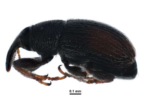 Image of Mecinus pascuorum Caldara 2001