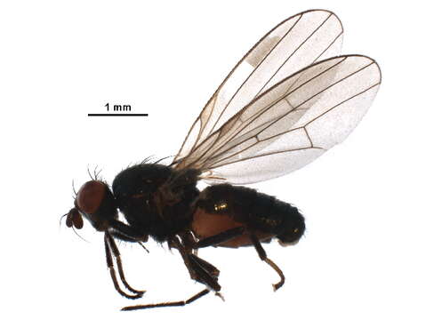 Imagem de Lauxaniidae