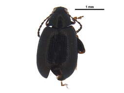Image of Flea beetle