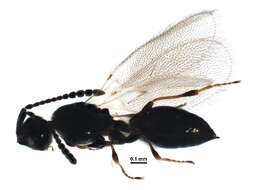 Image of Diapriinae