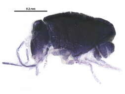 Image of Sminthurinus