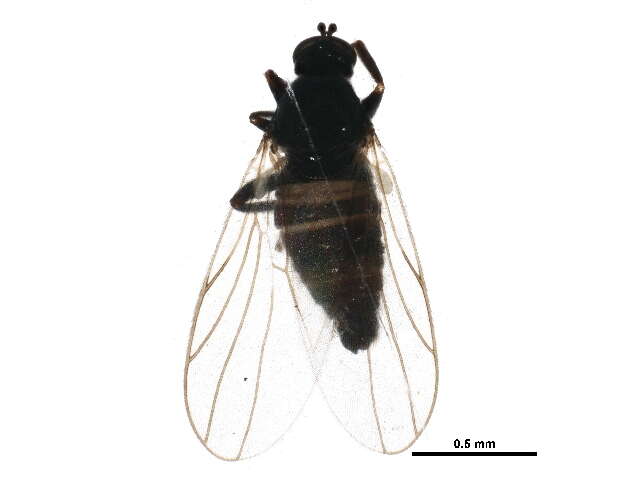 Sivun Crossopalpus curvipes (Meigen 1822) kuva