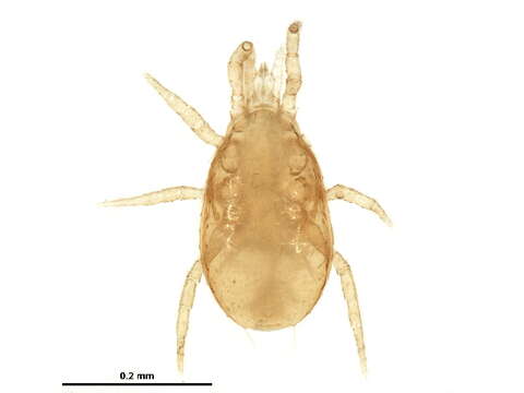 Image of Melicharidae