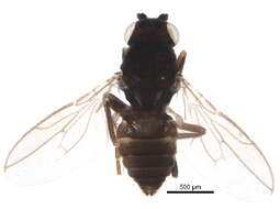 Image of Pseudocollinella arctopellucida Marshall 1993