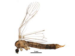 Image of hairy-eyed craneflies