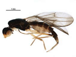 صورة Strongylophthalmyia angustipennis Melander 1920