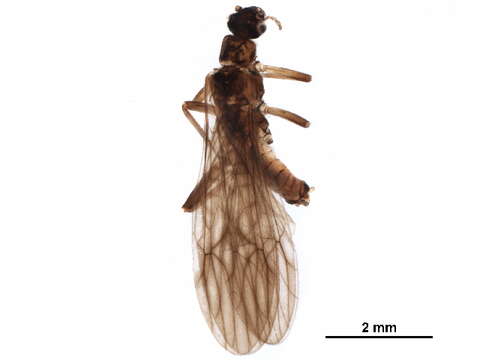 Image of Lovely Forestfly