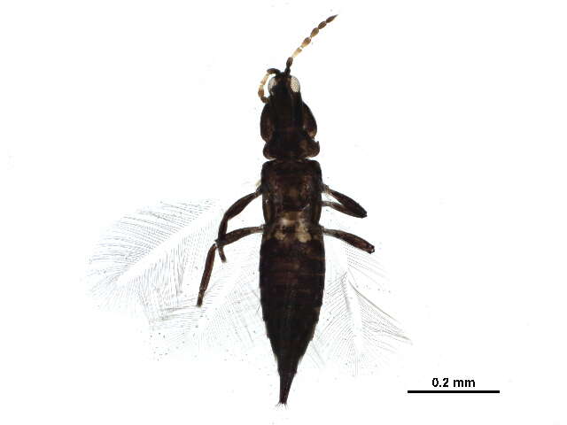 Image of Leptothrips