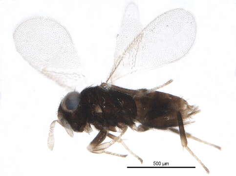 Image of Aphelinus