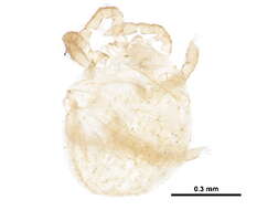 Image of Calyptostomatoidea
