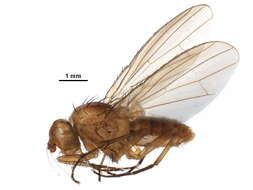 Image of heleomyzid flies