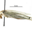Image of Oecanthinae