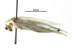 Image of Oecanthinae