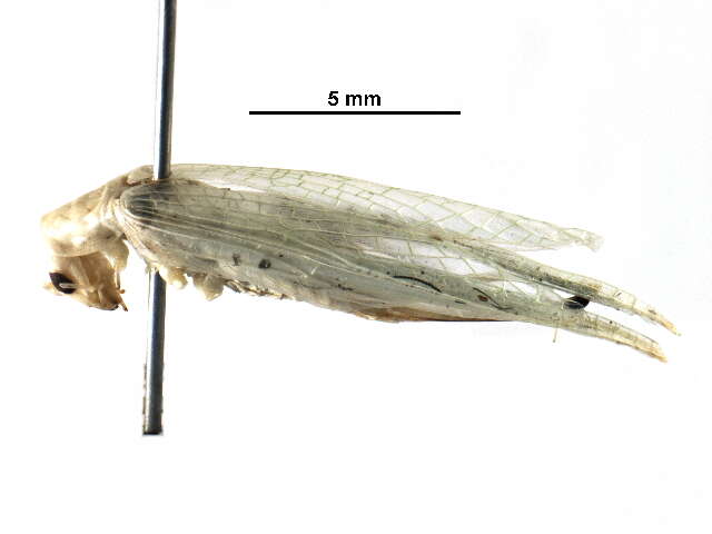 Слика од Oecanthinae