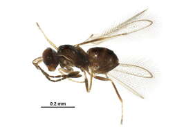 Image of fairyflies