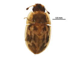 Image de Cryptarcha concinna Melsheimer 1853