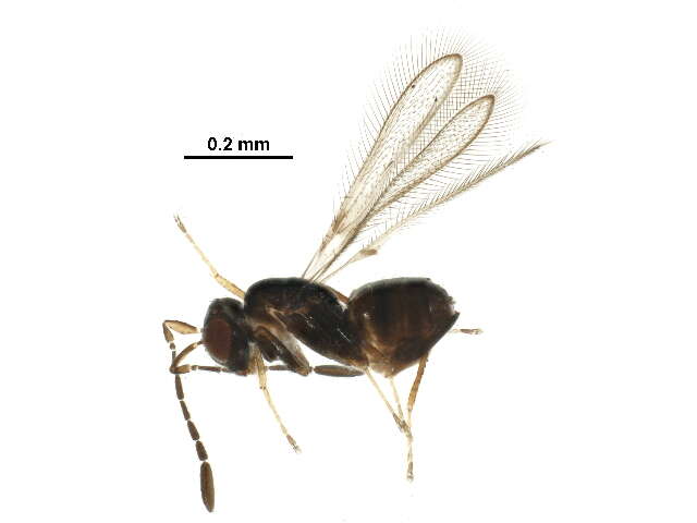 Image of fairyflies