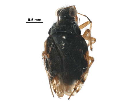 صورة Saldula orbiculata (Uhler 1877)