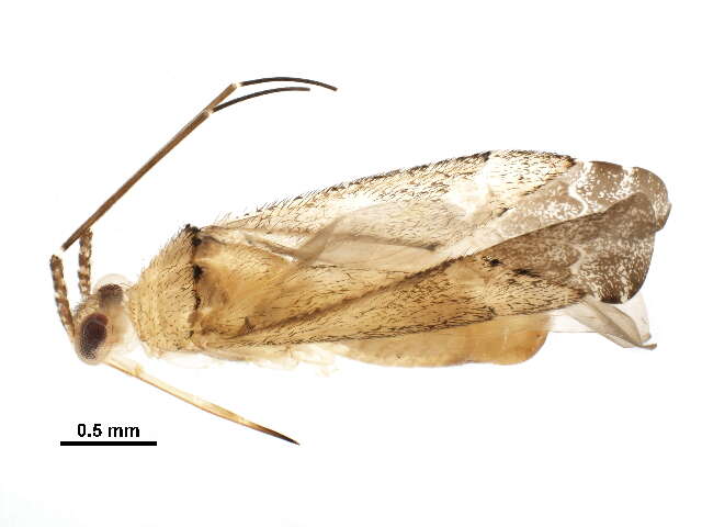 Image of Phytocoris