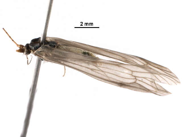 Plancia ëd Nectopsyche diarina (Ross 1944)