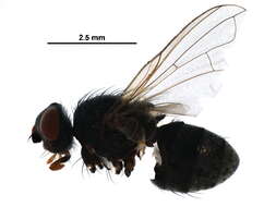 Image of Graphogaster