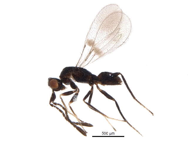 Image of fairyflies