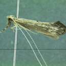 Image of Triaenodes ignitus (Walker 1852)