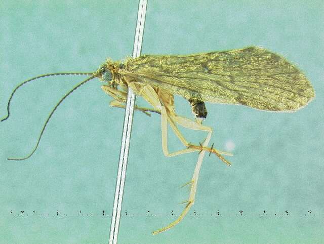 Image of Rhyacophila mycta Ross 1941
