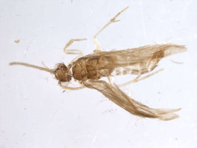 Image of Hydroptila talladega Harris 1985