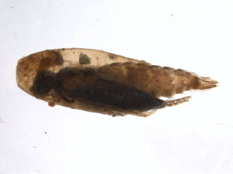 Image of Agapetus (Agapetus) jocassee Morse ex Morse, Hamilton & Hoffman 1989
