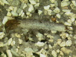 Image of Pseudogoera