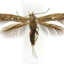 Image of Scythris