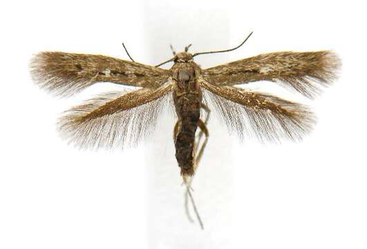 Image of Scythris