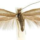 Image of Scythris