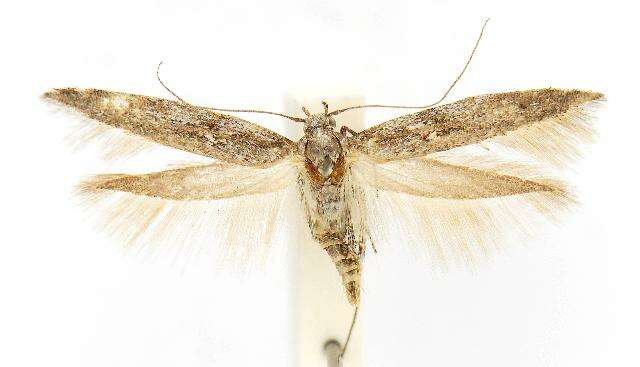 Image of <i>Arotrura oxyplecta</i> Meyrick 1916