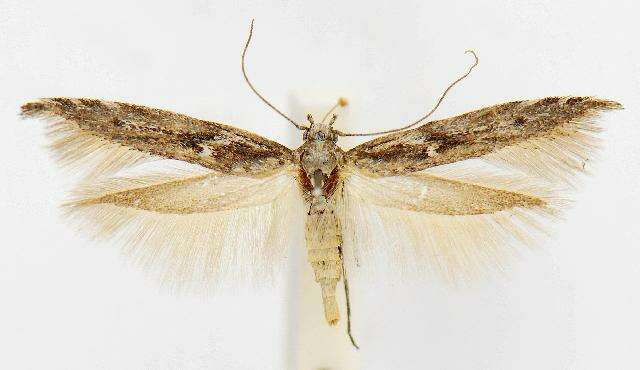 Image of <i>Arotrura oxyplecta</i> Meyrick 1916