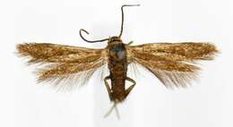 Image of Scythris fuscicomella Clemens 1860