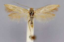 Image of Scythris mixaula Meyrick 1916